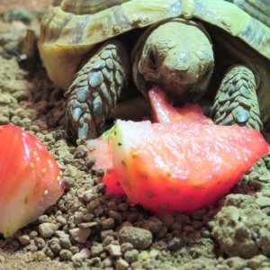 Barbara the tortoise with a strawberry