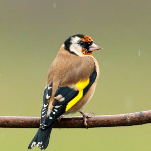 Goldfinch