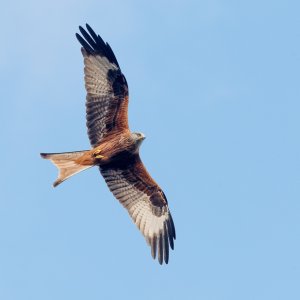 Red Kite