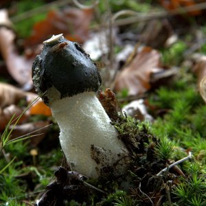 Stinkhorn.jpg