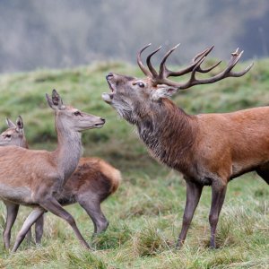 Red Deer