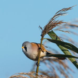 Bearded Tit