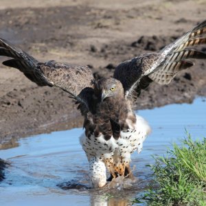 1024_MartialEagle.jpg