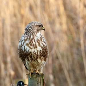 Buzzard