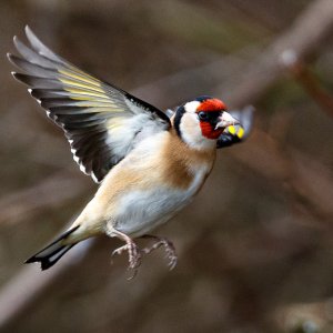 Goldfinch