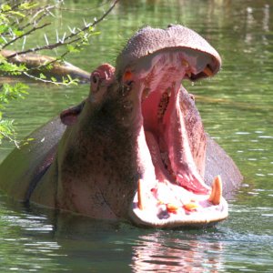 034_Hippo.jpg