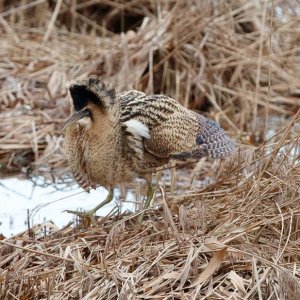 Bittern displaying