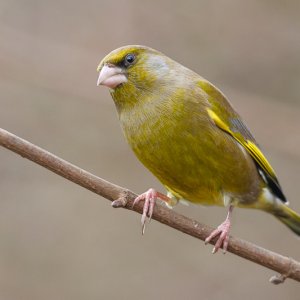 Greenfinch