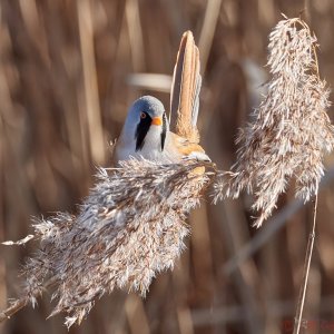 Bearded Tit