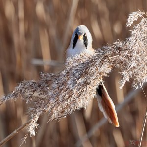 Bearded Tit