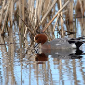 Wigeon 200306 06.jpg