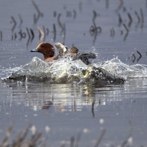 Wigeon 200306 04.jpg