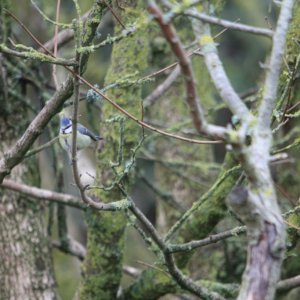 Blue Tit (focus)