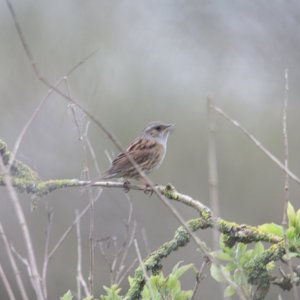 Dunnock (focus)