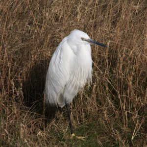 Egret