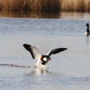 Landing Shelduck