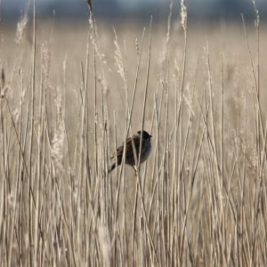Reed Bunting