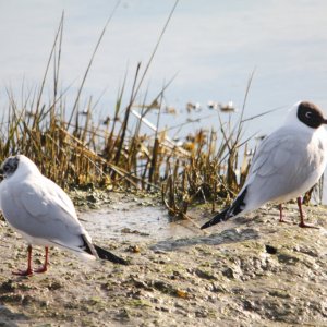 Terns