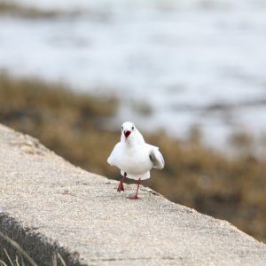 screaming gull