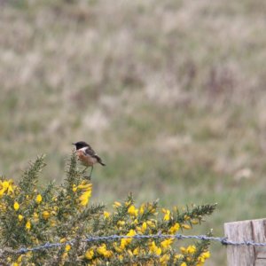 Stonechat