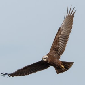 Marsh Harrier (f)