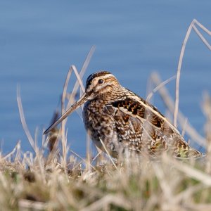 Common Snipe