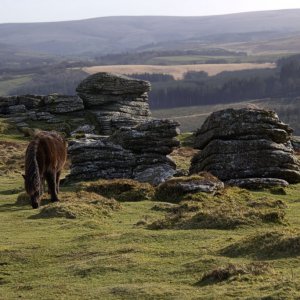 Birch Tor 200316 x.jpg