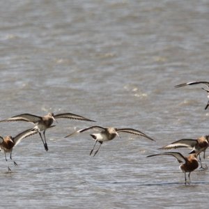 Black Tail Godwits Landing