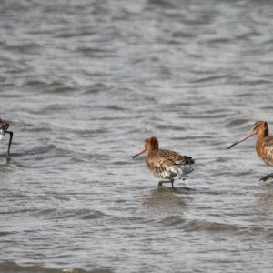Black Tail Godwits