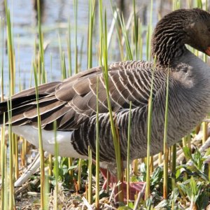 Greylag Goose