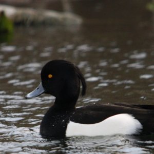 Tufted Duck