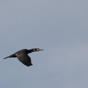 Cormorant