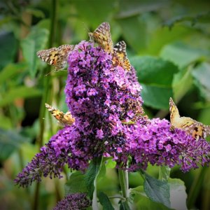 Budlea + butterflies 2019.