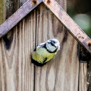 bluetit9.jpg