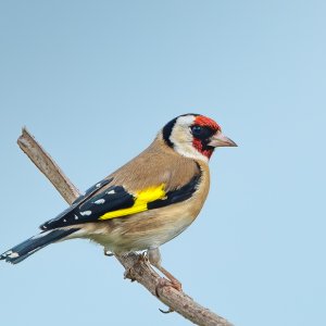 Goldfinch