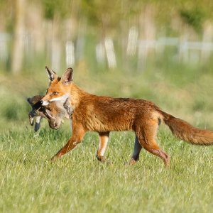 Fox with rabbit