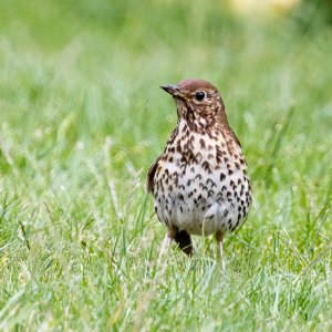 Song Thrush