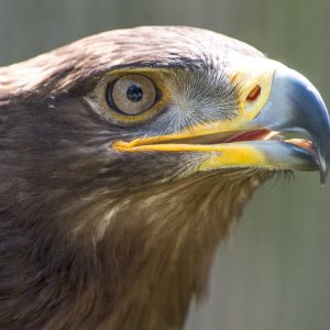 harris hawk eye.jpg
