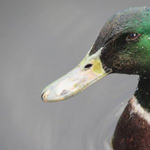 Mallard Closeup