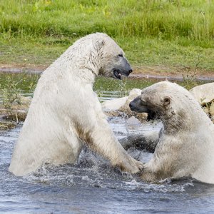 Pixel & Nissan at YWP