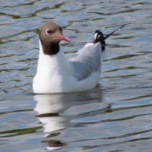 Black Headed Gull