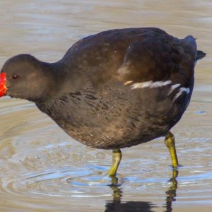 Moorhen