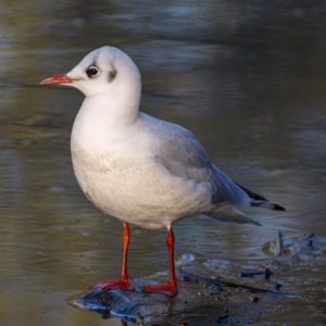 Black Headed Gull
