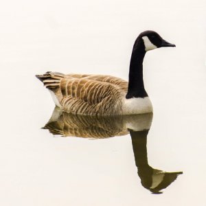 Canada Goose