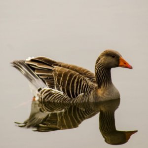 Greylag Goose