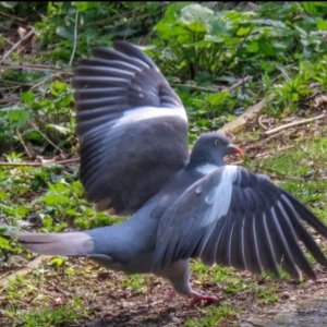 Wood Pigeon