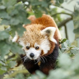 Red Panda @ YWP