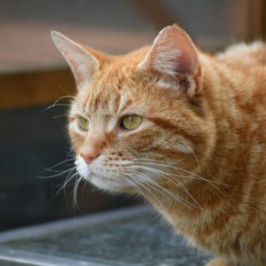 Ginger Cat