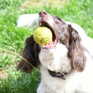 Springer Spaniel