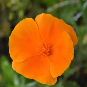 Orange Flower